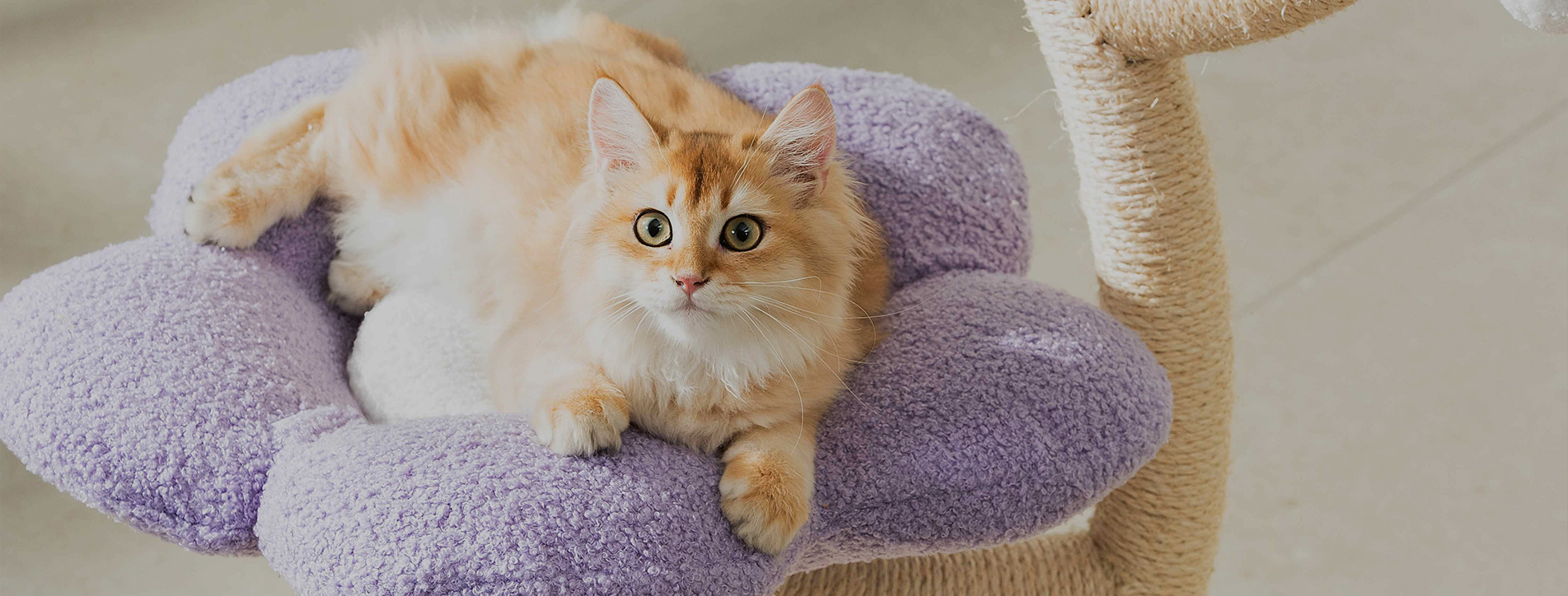 Fabricante de rascadores para gatos